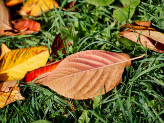 Fallen Leaves against Grass on a November Day
