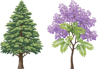 Coniferous pine tree and jacaranda flowering tree, botanical contrast, vibrant purple blossoms, green foliage, forest diversity, nature scene, outdoor landscape, seasonal bloom, plant structure, 