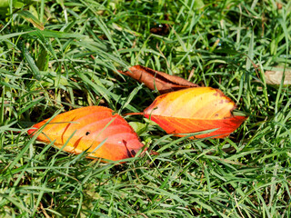Fallen Leaves against Grass on a November Day
