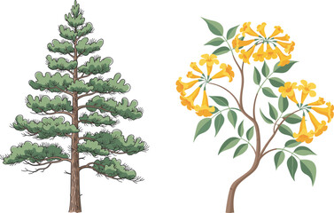 Coniferous pine tree and flowering yellow blossom tree, nature contrast, botanical diversity, forest flora, seasonal growth, green foliage, landscape harmony, plant species, outdoor environment, 