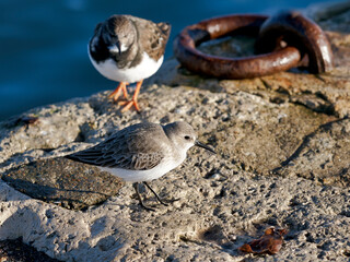 Dunlin in Winter Plumage Dorset England
