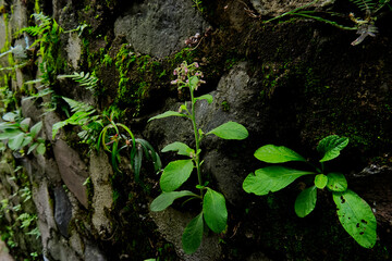 Close-up Shot of Wild Plant with Green Leaves Growing on Stone Wall