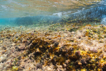 Underwater photo of the shallow rocky sea floor with marine algae in the clear turquoise water of Saint-Jean-Cap-Ferrat, France.