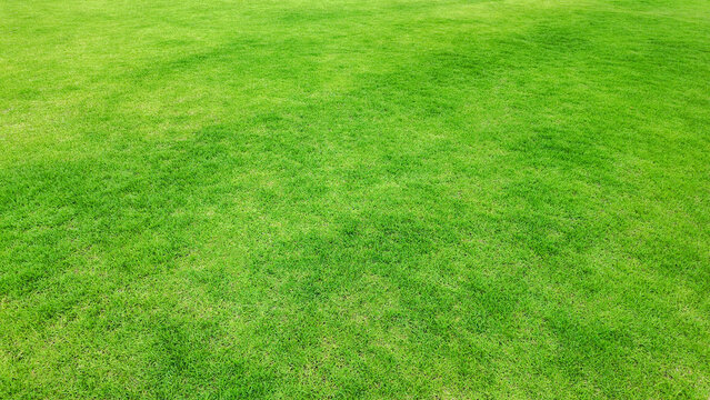 Green grass texture background, grass garden concept used for making green background football pitch, Grass Golf, green lawn pattern textured