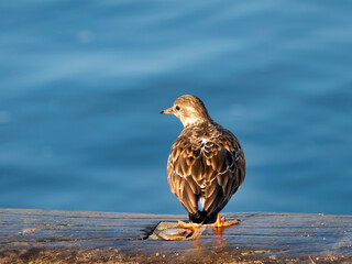 Turnstones At Lyme Regis Harbour Dorset England
