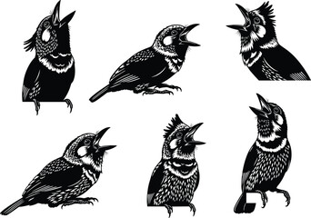 Stylized bird illustrations, black and white vector set, singing pose, feather texture, expressive posture, open beak, artistic wildlife design