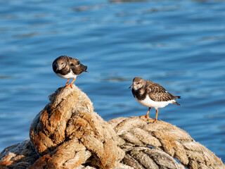Turnstones At Lyme Regis Harbour Dorset England

