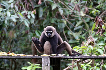 The Bornean gibbon or Owa is a type of arboreal ape endemic to Kalimantan, Indonesia.