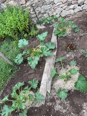 Plants de courgettes dans un potager – Culture de légumes bio