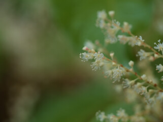 	11月に可憐に咲いたアマミイタドリ