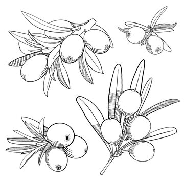 Sea buckthorn. Linear digital drawing. Designed for packaging natural health and beauty products.
