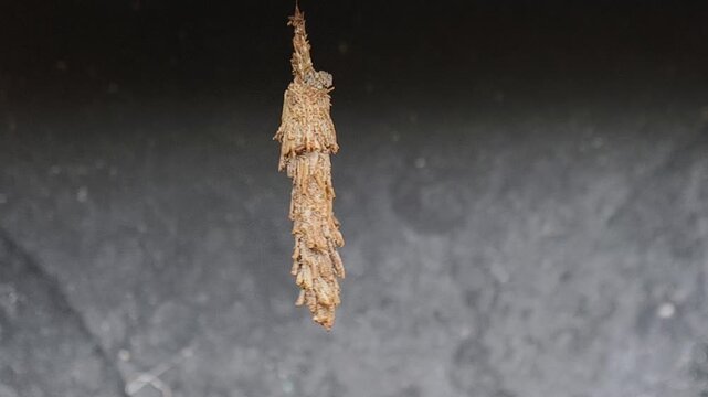 Hanging Bagworm Case of a Moth Larva (Psychidae) Covered with Twigs and Debris