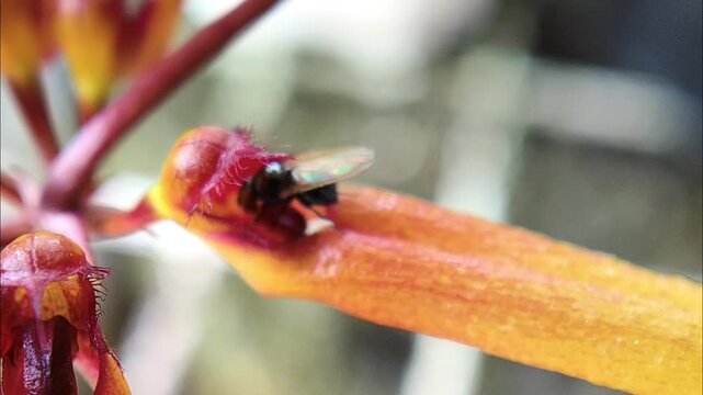 Tiny black iridescent fly on the exotic yellow-orange sepals of a Bulbophyllum orchid bloom