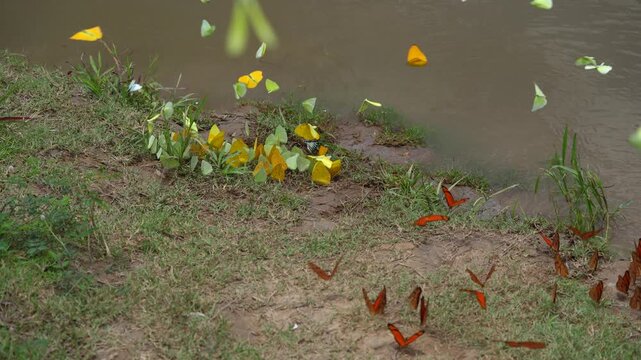 many amazon river colorful butterfly flying