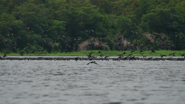 flock of cormorant birds flying on amazon river