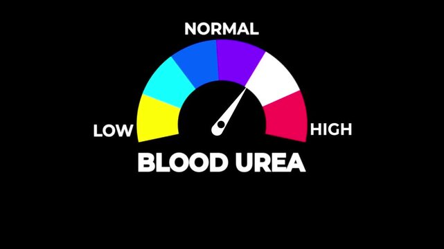 Animated blood urea level meter moving from high level to normal level, ideal for concepts related to kidney function, renal health,