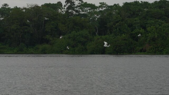 Grey Dolphin Sotalia fluviatilis Tucuxi freshwaters in Amazon River