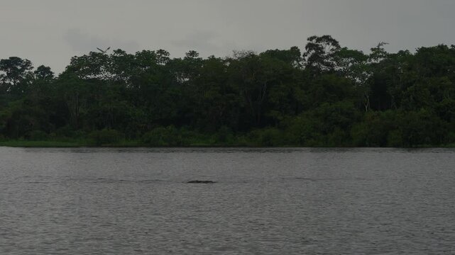 Grey Dolphin Sotalia fluviatilis Tucuxi freshwaters in Amazon River