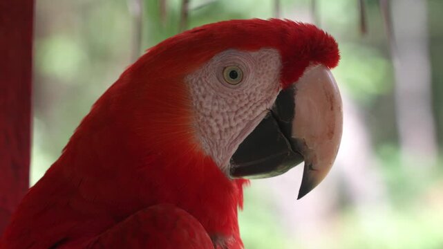 colorful ara ara bird parrot in amazon