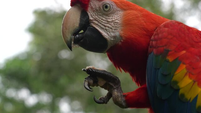 colorful ara ara bird parrot in amazon