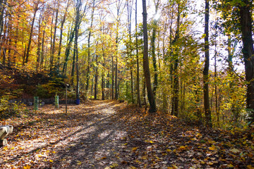 Riehen, Switzerland becomes truly beautiful in autumn, with vibrant foliage transforming its parks, forests, and riverbanks into a vivid tapestry of color. An ideal season for peaceful walks and photo