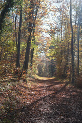 Obraz premium Riehen, Switzerland becomes truly beautiful in autumn, with vibrant foliage transforming its parks, forests, and riverbanks into a vivid tapestry of color. An ideal season for peaceful walks and photo