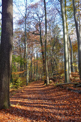 Riehen, Switzerland becomes truly beautiful in autumn, with vibrant foliage transforming its parks,...