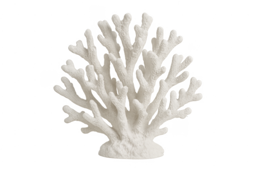 White coral skeleton structure on transparent background