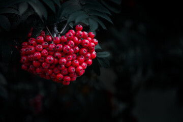 Rowan berries, Sorbus aucuparia, on dark background, with space for text. These small fruits are edible, if treated correctly, and are a popular food to forage.