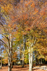 Riehen, Switzerland becomes truly beautiful in autumn, with vibrant foliage transforming its parks, forests, and riverbanks into a vivid tapestry of color. An ideal season for peaceful walks and photo