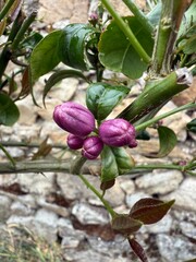 Mandarinier en fleurs au printemps