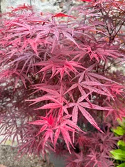 Fotobehang Crimson Arbre d’ornement aux feuilles rouges et pourpres  © Annelise