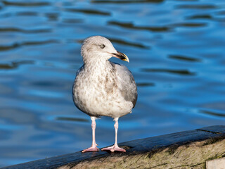 Herring Gull against Calm Blue Harbour Waters