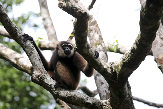 The Bornean gibbon or Owa is a type of arboreal ape endemic to Kalimantan, Indonesia.