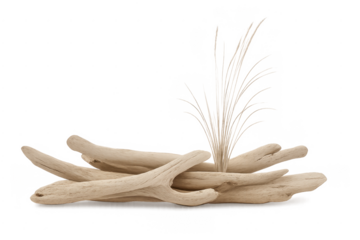 Driftwood pieces with beach grass on transparent background
