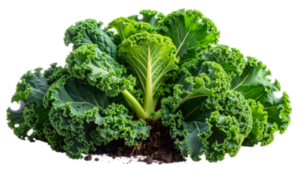 Close-up of a vibrant, healthy kale plant with deeply textured, curly leaves