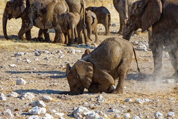 Junger Elefant übt Kopfstand