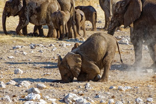 Junger Elefant &uuml;bt Kopfstand