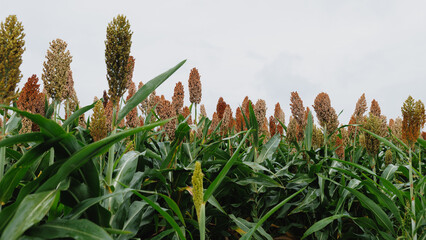 Sorghum crops in the autumn farm