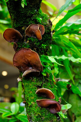 mushrooms in the forest