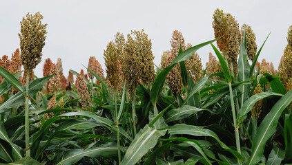 Obraz premium Sorghum crops in the autumn farm