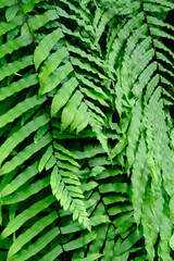 green fern leaves