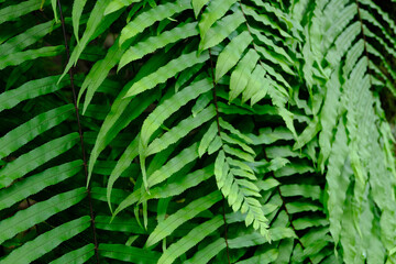 fern leaf background