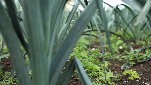 Des poireaux dans un jardin potager.