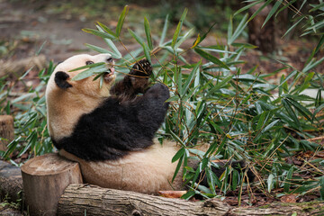 Giant panda He hua (hua hua)eat bamboo leaves in the zoo, china © lzf