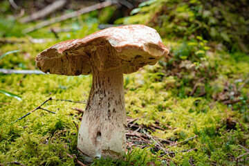 Fototapeta premium White mushroom in a mountain forest. Wet forest with mushrooms.