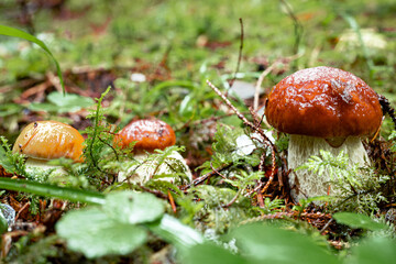 White mushroom in a mountain forest. Wet forest with mushrooms.