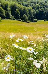 Close-up of chamomile flowers on a summer day.