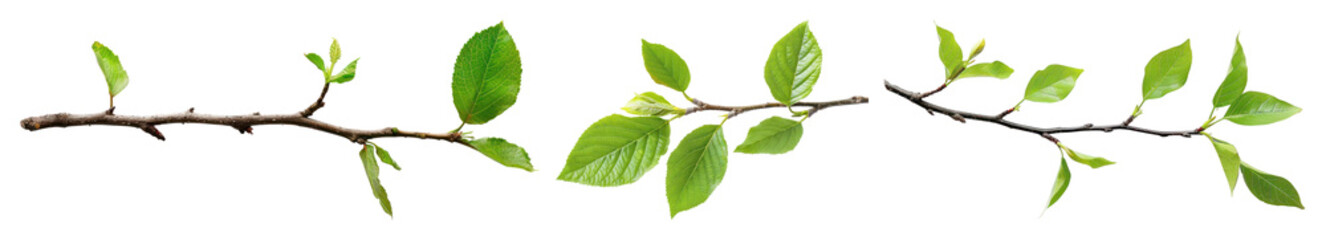 Fototapeta premium PNG Fresh green leafy branches, element set on transparent background