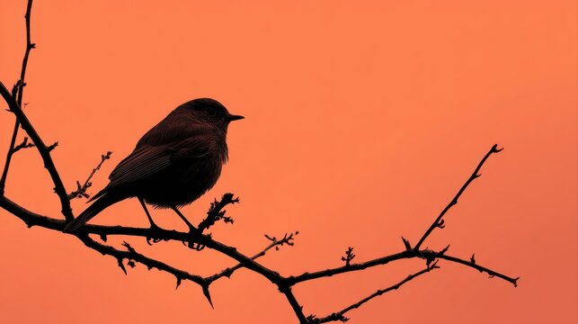 Bird silhouette perched on bare branch against vibrant orange sky